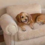 Escena acogedora de sala con un perro juguetón y calidez en el ambiente