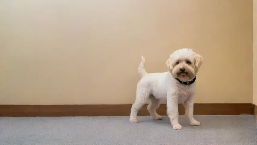 Un dueño preocupado acaricia a su perro hinchado en una clínica veterinaria